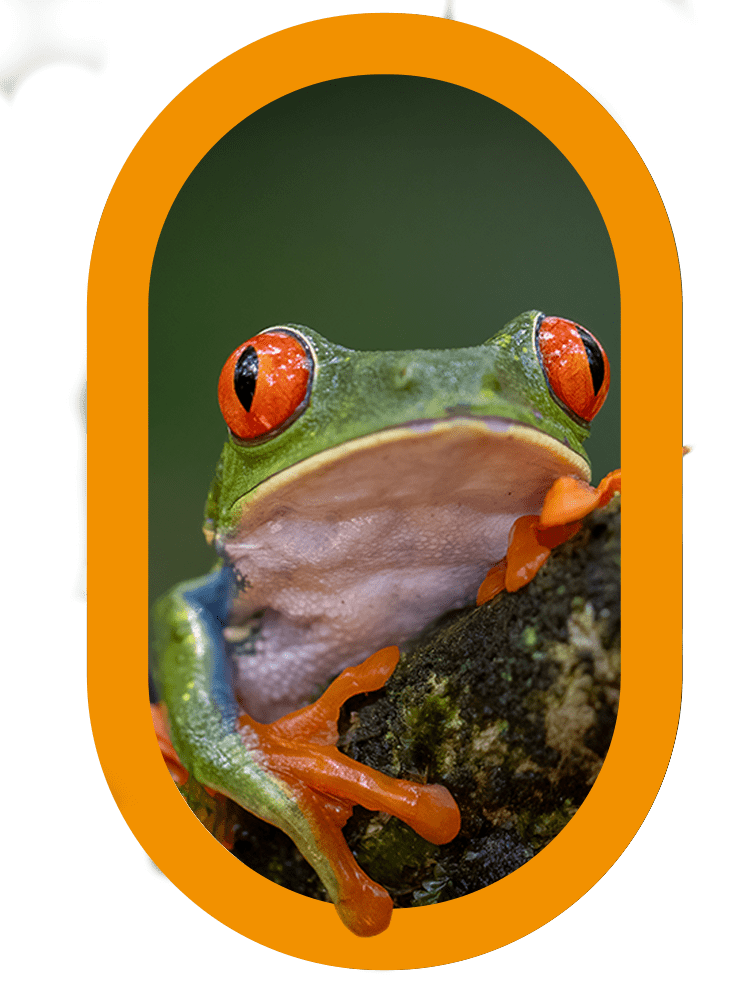 Conservación en corredores biológicos Naturalia